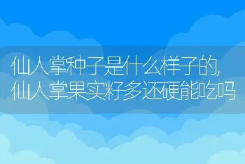 仙人掌种子是什么样子的