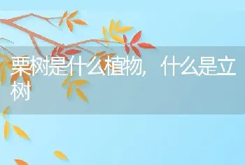 栗树是什么植物