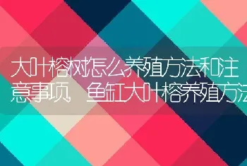 大叶榕树怎么养殖方法和注意事项