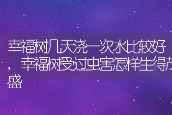 幸福树几天浇一次水比较好