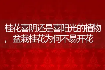 盆栽龙眼幼苗怎么养护