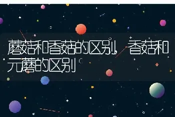 19朵玫瑰代表什么意思