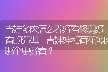 吉娃娃和荷花多肉哪个更好看