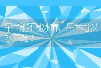 吊兰可以水养吗