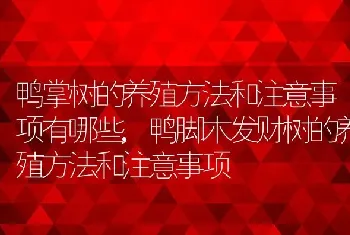 鸭掌树的养殖方法和注意事项有哪些