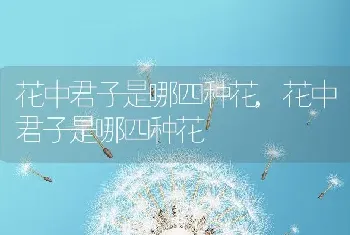 花中君子是哪四种花