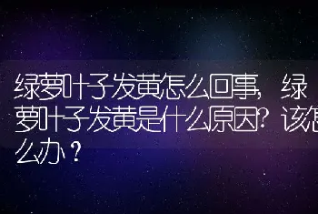 绿萝叶子发黄是什么原因？