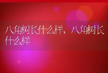 八角树长什么样