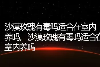 沙漠玫瑰有毒吗适合在室内养吗