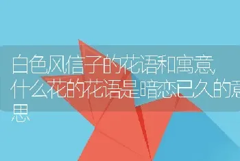 白色风信子的花语和寓意