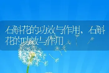 三七叶子长什么样