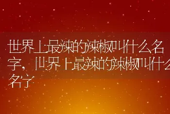 世界上最辣的辣椒叫什么名字