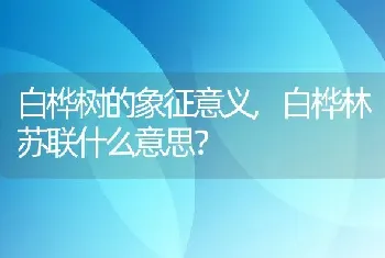 白桦林苏联什么意思