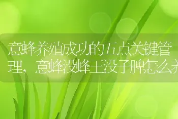 意蜂养殖成功的五点关键管理