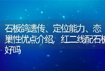 石板鸽遗传、定位能力、恋巢性优点介绍