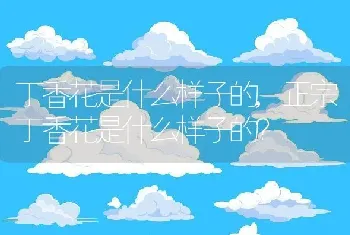 正宗丁香花是什么样子的