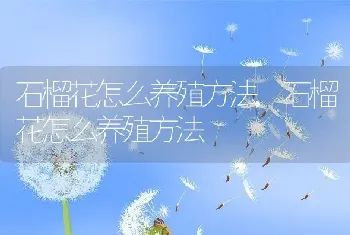 海棠的花语是什么