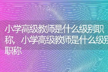 小学高级教师是什么级别职称