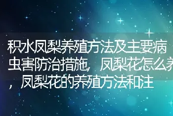 积水凤梨养殖方法及主要病虫害防治措施