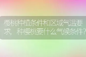 种樱桃要什么气候条件