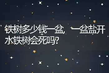 一盆盐开水铁树会死吗