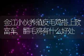 金江小伙养殖反毛鸡搭上致富车