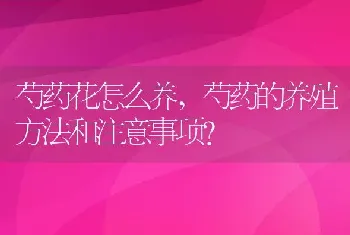 芍药的养殖方法和注意事项