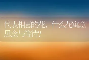 什么花寓意思念与等待