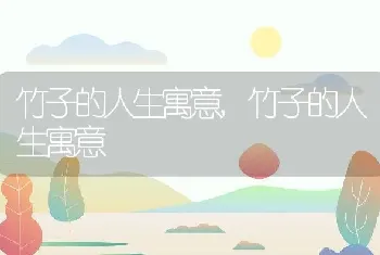 竹子的人生寓意