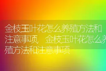 金枝玉叶花怎么养殖方法和注意事项