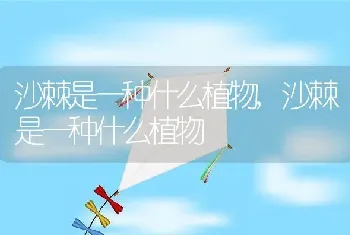 沙棘是一种什么植物