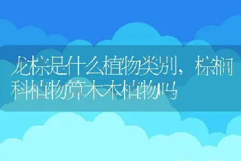 龙棕是什么植物类别