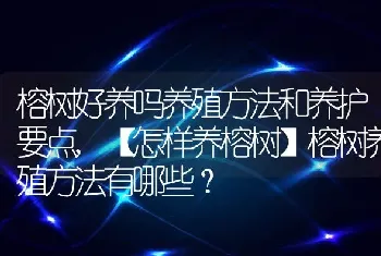 【怎样养榕树】榕树养殖方法有哪些