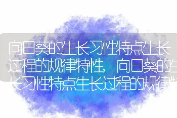 向日葵的生长习性特点生长过程的规律特性