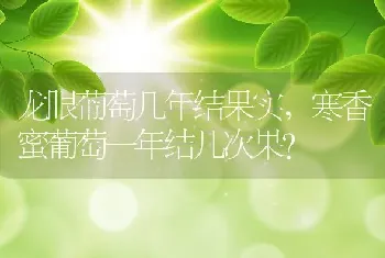 寒香蜜葡萄一年结几次果