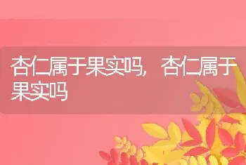 杏仁属于果实吗