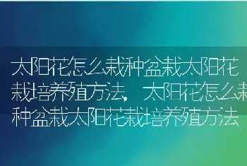 太阳花怎么栽种盆栽太阳花栽培养殖方法