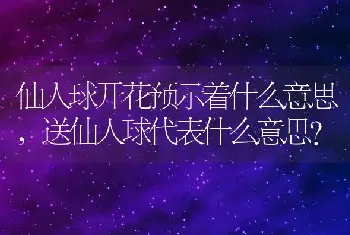 送仙人球代表什么意思