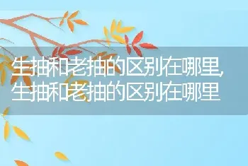 生抽和老抽的区别在哪里