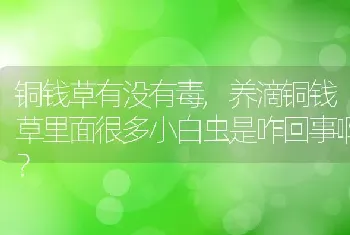 养滴铜钱草里面很多小白虫是咋回事啊