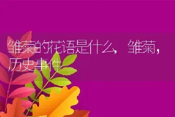 雏菊的花语是什么