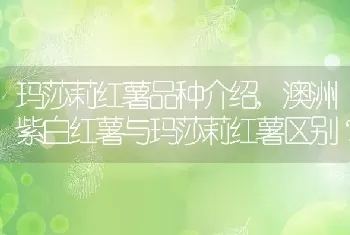 澳洲紫白红薯与玛莎莉红薯区别