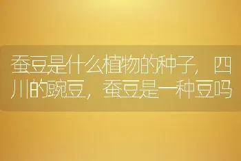 蚕豆是什么植物的种子