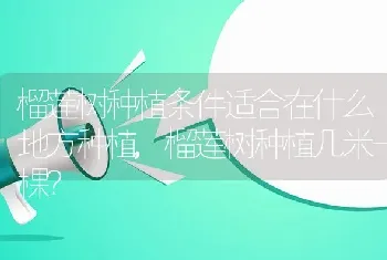 北方鹤望兰的养殖方法