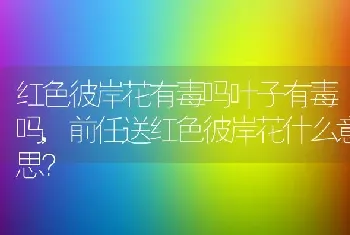 前任送红色彼岸花什么意思