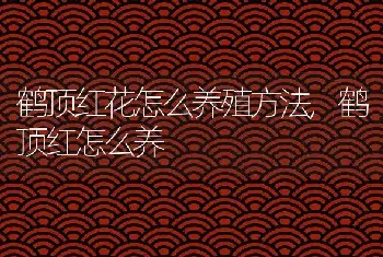 鹤顶红花怎么养殖方法