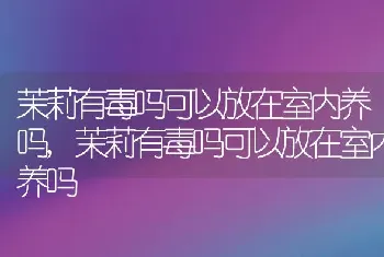 茉莉有毒吗可以放在室内养吗