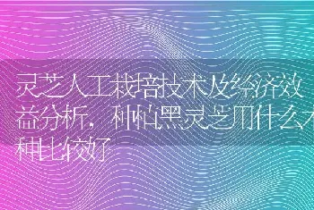 灵芝人工栽培技术及经济效益分析