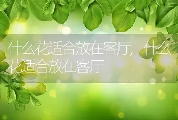 什么花适合放在客厅