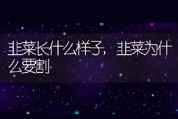 韭菜长什么样子